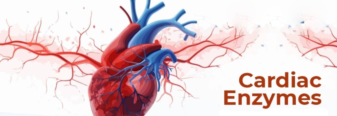 Cardiac & Enzymes