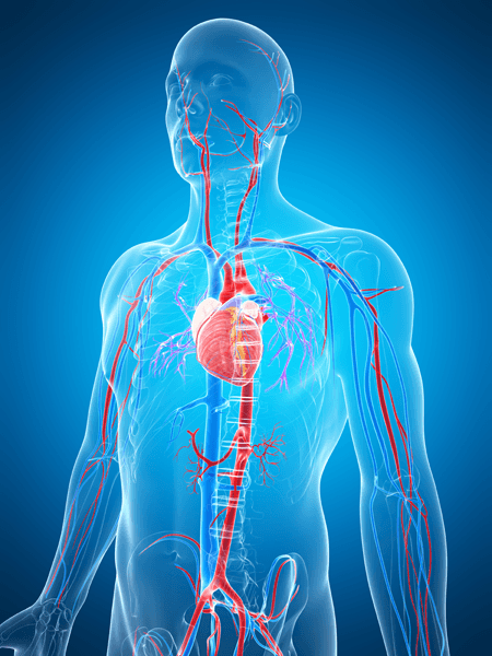Vascular and Cardiac Ultrasound Imaging